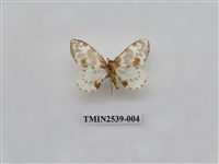 藏品(尺蛾24)的圖片